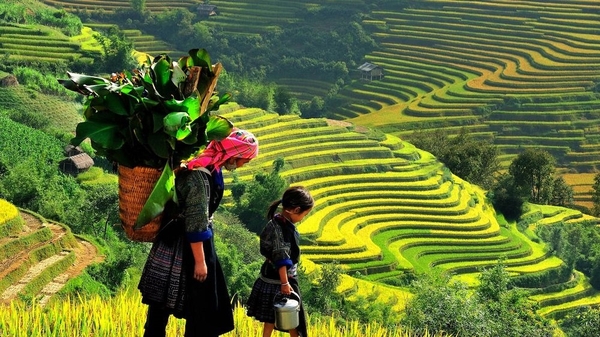 Sapa - Cát Cát - Fansipan 2N1D (Khách sạn Freesia 3.5*)