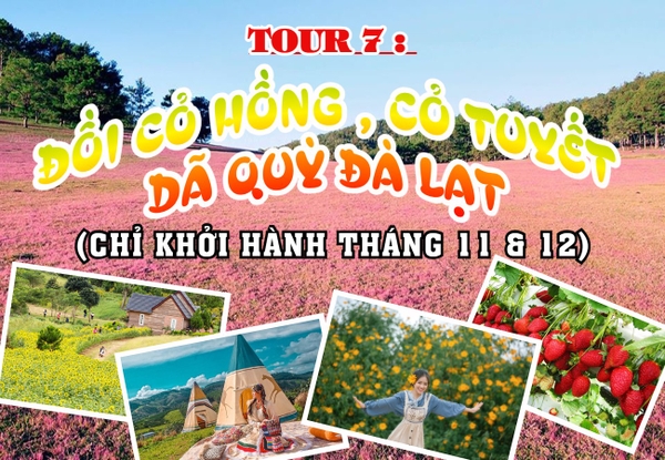 TOUR 7: THAM QUAN ĐỒI CỎ TUYẾT, CỎ HỒNG, DÃ QUỲ ĐÀ LẠT 2023