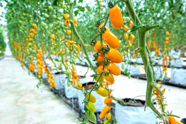 TOUR 2 - KHÁM PHÁ ĐỊA ĐIỂM MỚI ĐÀ LẠT 2023