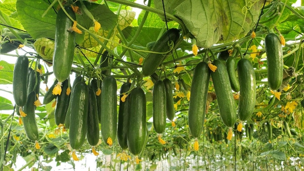 TOUR 4 - TOUR THAM QUAN SỞ THÚ ZOODOO ĐÀ LẠT.