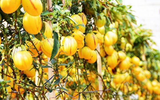 TOUR 4 - TOUR THAM QUAN SỞ THÚ ZOODOO ĐÀ LẠT.