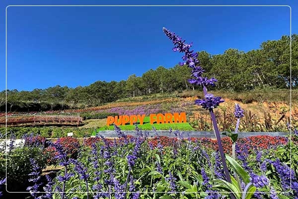 TOUR 4 - TOUR THAM QUAN SỞ THÚ ZOODOO ĐÀ LẠT.