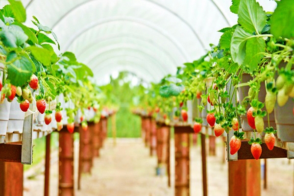 TOUR 7: THAM QUAN ĐỒI CỎ TUYẾT, CỎ HỒNG, DÃ QUỲ ĐÀ LẠT 2023