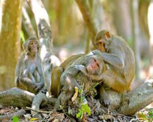 TOUR  ĐẢO KHỈ - SUỐI HOA LAN KHÁM PHÁ VỊNH NHA PHU