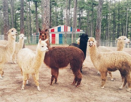 TOUR 4 - TOUR THAM QUAN SỞ THÚ ZOODOO ĐÀ LẠT.