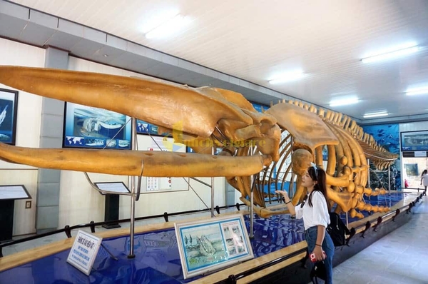 TOUR 3 NGÀY 2 ĐÊM - KHÁM PHÁ TP BIỂN NHA TRANG ( Giảm Ngay 20% , Hành Trình Hấp Dẫn Khám Phá Vinpearl Nha Trang -  Hang Rái Vườn Nho )
