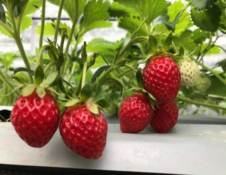 TOUR 4 - TOUR CHINH PHỤC ĐỈNH LANGBIANG  THÁC DATANLA  CRAZY HOUSE