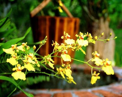TOUR  ĐẢO KHỈ - SUỐI HOA LAN KHÁM PHÁ VỊNH NHA PHU