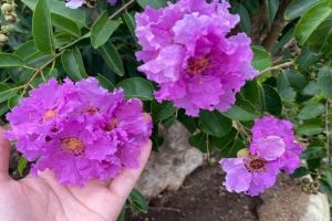 TOUR THAM QUAN NHA TRANG - PHÚ YÊN XỨ HOA VÀNG TRÊN CỎ XANH