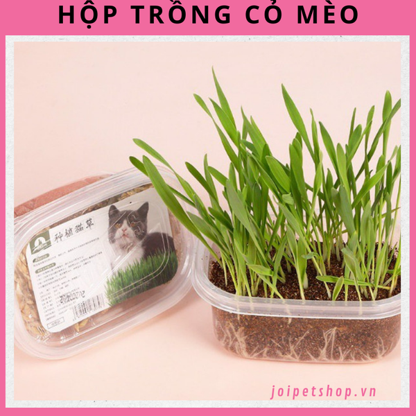 bo-kit-trong-co-meo-kem-dat-trong