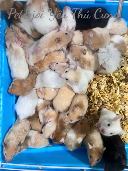 chuo-t-hamster-bear-xinh-xi-u-giao-hoa-toc-ha-noi