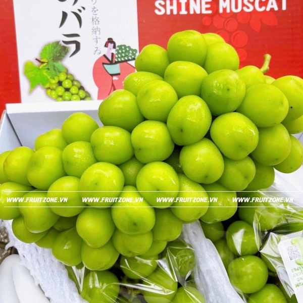 Nho sữa Đài Loan