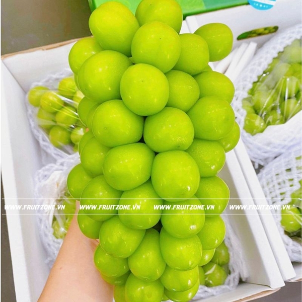 Nho sữa Đài Loan