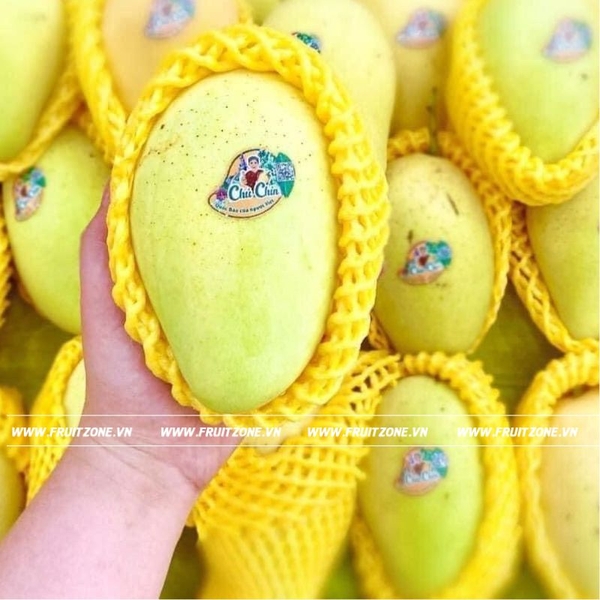 Xoài Cát Chu Đồng Tháp