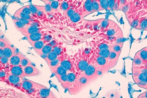 Alcian blue solution, pH 2.5, for microscopy (500mL/chai)