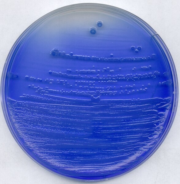 China-blue lactose agar for microbiology (500g/chai)