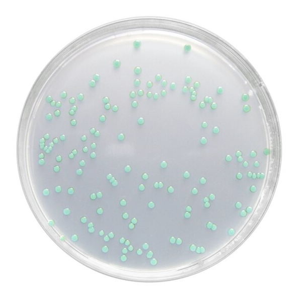 Listeria agar (base) acc. OTTAVIANI and AGOSTI acc. ISO 11290 Chromocult®