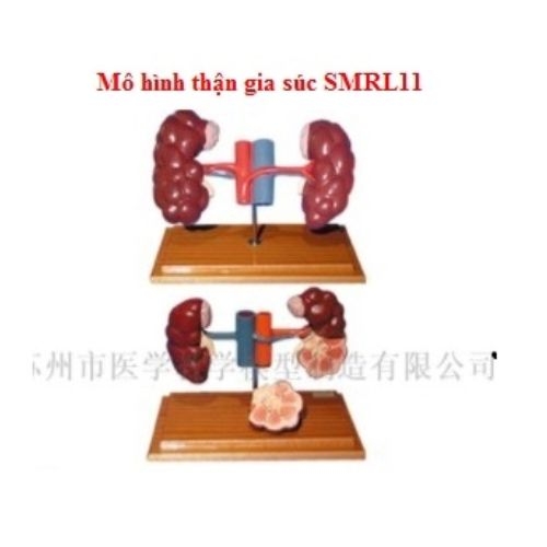mo-hi-nh-giai-phau-tha-n-gia-su-c-smrl11