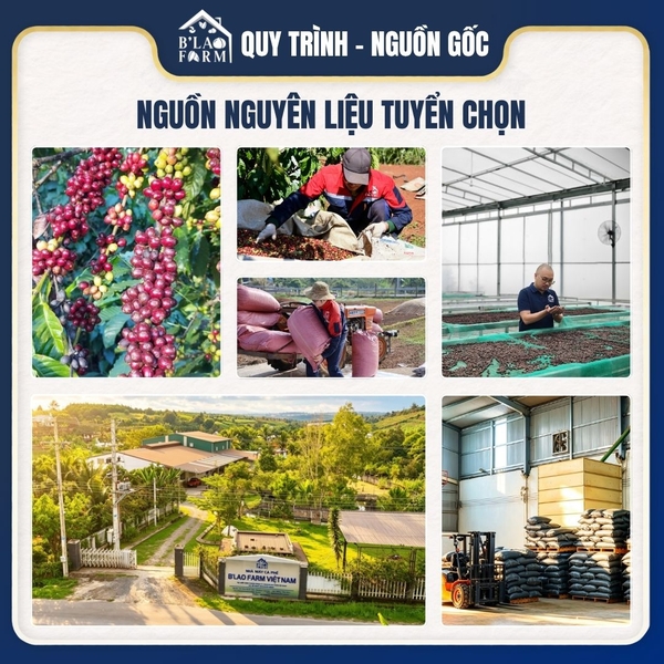 Cà phê phin giấy Robusta Honey B'Lao Farm - Đắng dịu, thơm nồng, ngọt hậu, dễ mang đi du lịch và pha tại văn phòng