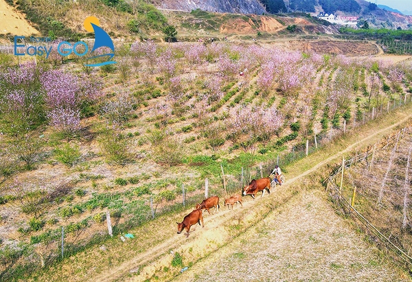 Bản Lóng Luông là " thiên đường hoa đào” bậc nhất Mộc Châu