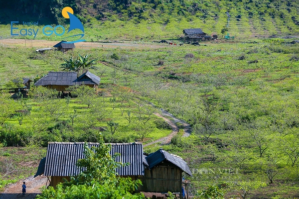 Bản Phiêng Cành nằm tại xã Tân Lập, huyện Mộc Châu, tỉnh Sơn La