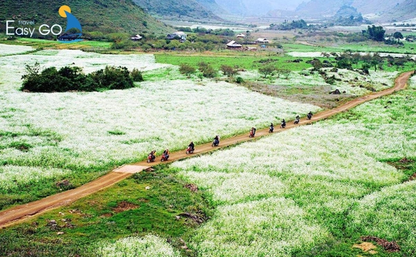 Hai bên đường đi tại bản Thung Cuông là cánh đồng hoa cải nhuộm trắng cả một vùng trời Mộc Châu 