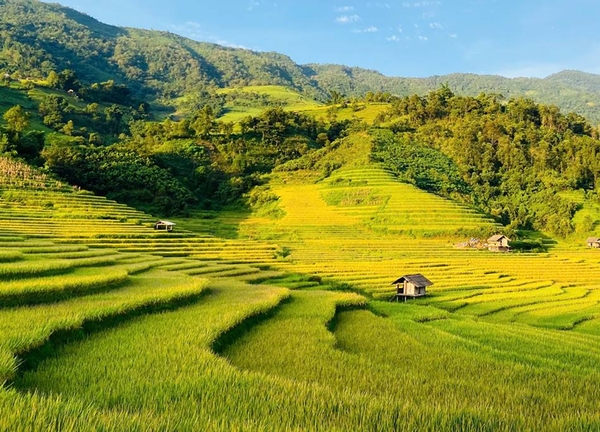 Check-in 5 cánh đồng lúa chín vàng đẹp nhất Việt Nam