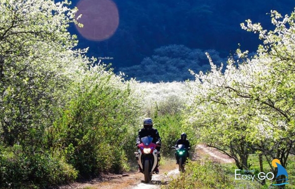 Khi đến Mộc Châu bạn nên thuê xe máy để có thể trải nghiệm, khám phá vùng đất này
