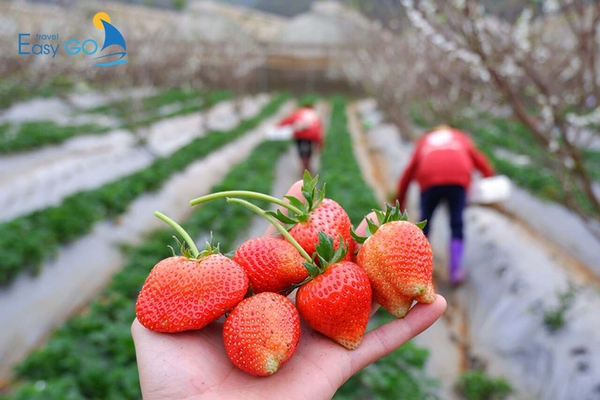 Dâu tây Mộc Châu được mọi lứa tuổi yêu thích