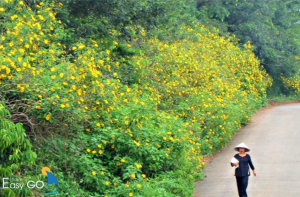 Sắc vàng của hoa dã quỳ trải dài khắp nẻo đường, thôn xóm