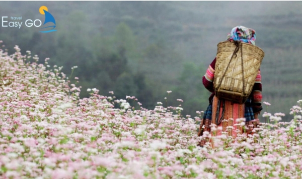 Đến Mộc Châu vào mùa hoa tam giác mạch để chiêm ngưỡng vẻ đẹp đầy xao xuyến