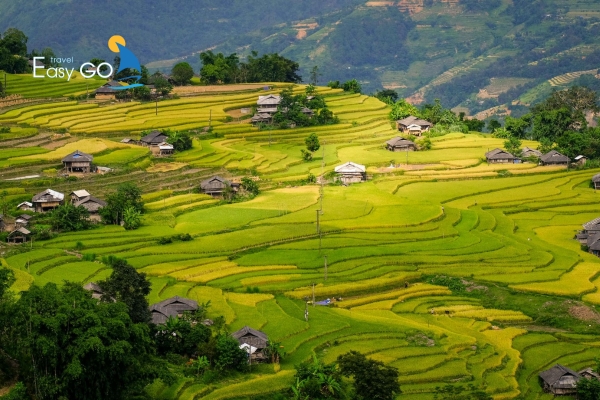 Ruộng bậc thang vàng óng trải dài giữa núi rừng hùng vĩ.