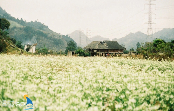 Đến Mộc Châu vào tháng 12 để có bức hình đẹp bên cánh đồng hoa cải đầy nên thơ