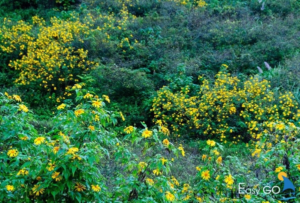 Sắc vàng hoa Dã Quỳ như tô đậm thêm màu xanh của bạt ngàn rừng núi Mộc Châu