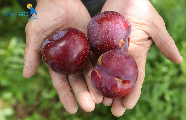 Mận Sapa là món đặc sản được nhiều người lựa chọn làm quà
