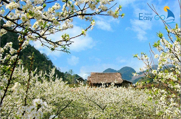 Tháng 3 là thời điểm Mộc Châu tổ chức nhiều lễ hội đầu xuân