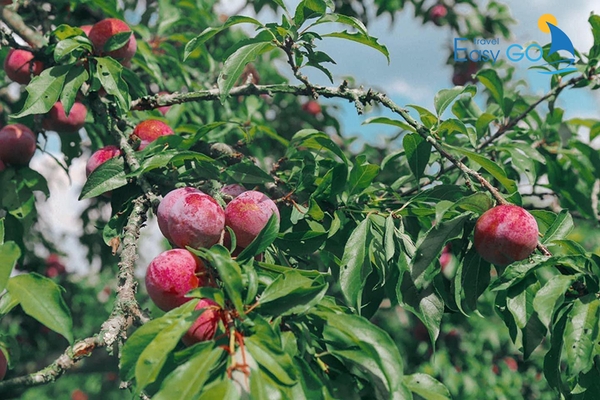 Thưởng thức những trái mận chín mọng ngay tại vườn vào mùa hè tại Mộc Châu