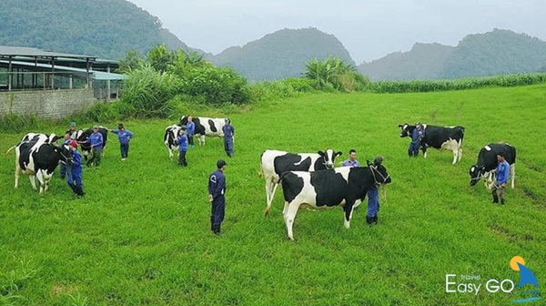 Mộc Châu là một trong ba nông trường lớn nhất tại Việt Nam 
