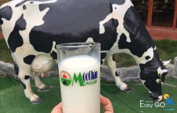 Sản phẩm từ sữa tại Mộc Châu vô cùng thơm ngon 