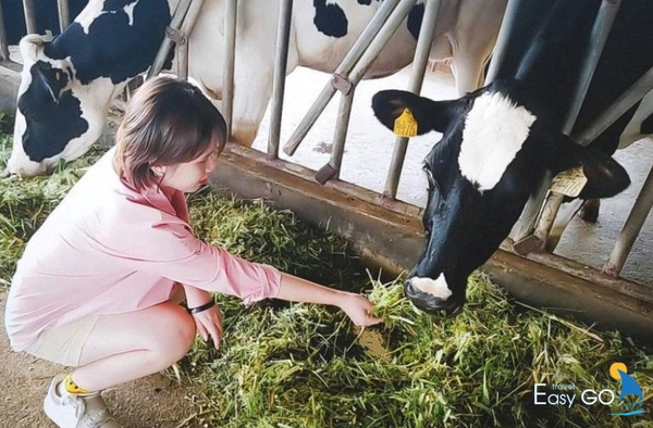 Trải nghiệm đầy thú vị tại trang trại bò sữa Mộc Châu