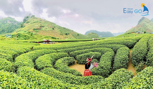 Đồi chè trái tim là biểu tượng của mảnh đất Mộc Châu..