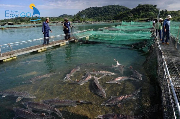 Tham quan khu sản xuất cá hồi tại Sapa