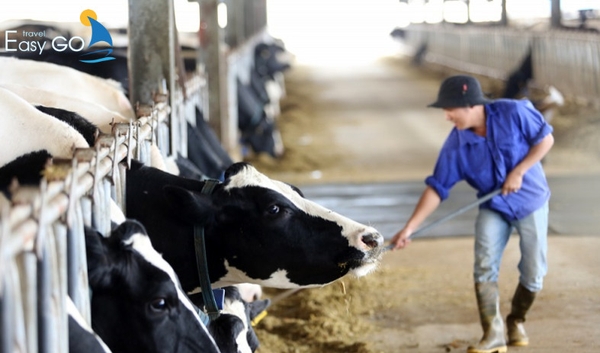 Trải nghiệm những hoạt động thú vị tại trang trại bò sữa Mộc Châu