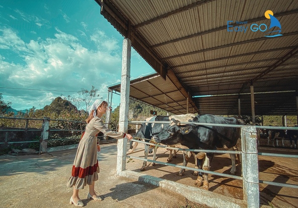 Trang trại Bò sữa Mộc Châu là trang trại bò sữa lớn nhất Việt Nam