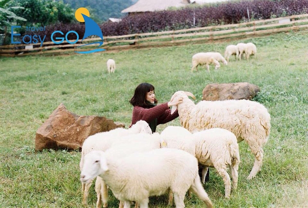 Trang trại cừu Happy Farm là một trải nghiệm tuyệt vời tại Mộc Châu Happy Land.