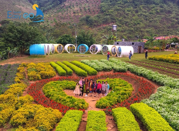 Vườn hoa  Happy Land  được mệnh danh “ vườn hoa đẹp nhất” tại Mộc Châu