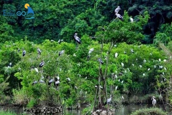 Vườn Quốc Gia Tràm Chim có tổng diện tích hơn 7.500ha 