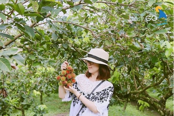 Vườn trái cây nằm tại xã Vĩnh Thành, huyện Chợ Lách, tỉnh Bến Tre.