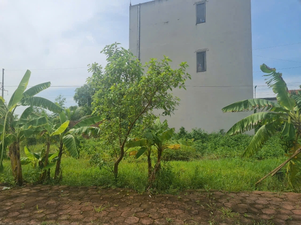 A263 - ô số 2. Lô B1. Hoa nhàn C - Bí Trung 1- Phương Đông
