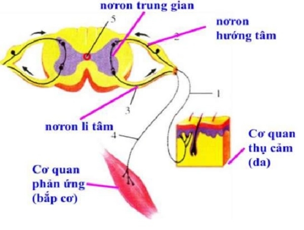 Cung phản xạ  SGK Sinh lớp 8